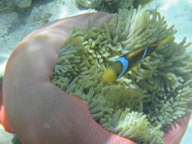 Hotel La Perle Tahaa Tapu' amu Exteriér fotografie